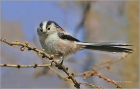 <p>MLYNAŘÍK DLOUHOOCASÝ (Aegithalos caudatus) Šluknovsko /Long-tailed-tit - Schwanzmeise/</p>